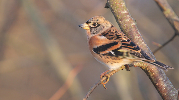 Brambling, Scaling Dam, January 2015