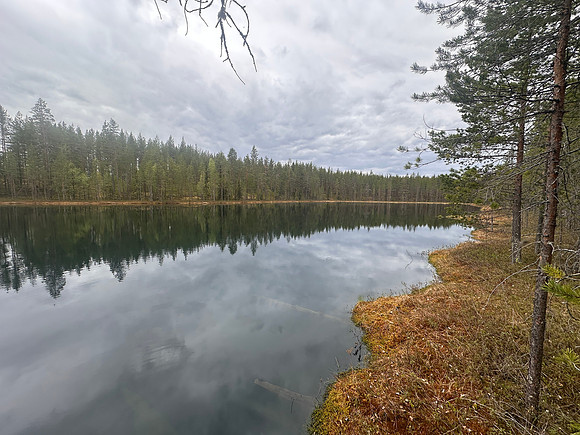 Goldeneye, Pintamo, Finland, June 2025
