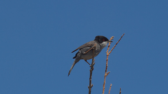 Sardinian Warbler Tomb of the Kings, Paphos 2014