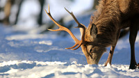 Red Deer, Cairngorms, February 2015