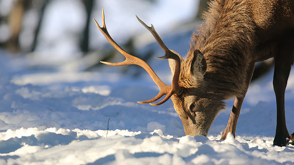 Red Deer, Cairngorms, February 2015