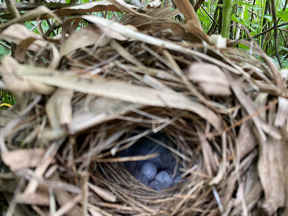 Chiffchaff, Rockhampton, April 2022