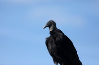 Turkey Vulture, Florida, February 2020