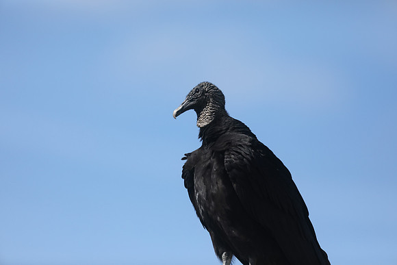 Turkey Vulture, Florida, February 2020