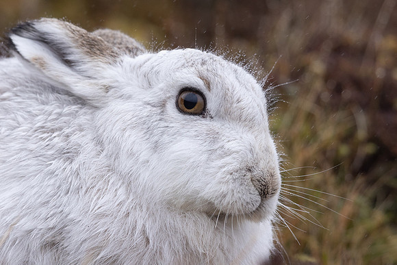 Mountain Hare, Findhorn Valley, February 2024