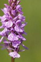 Heath Spotted-orchid, Vicarge Farm, June 2024