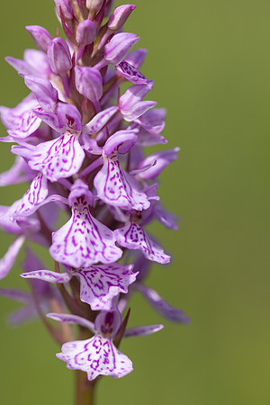 Heath Spotted-orchid, Vicarge Farm, June 2024