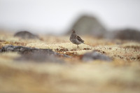 Purple Sandpiper, Raufarhofn, June 2022