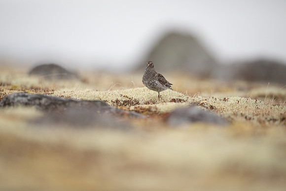 Purple Sandpiper, Raufarhofn, June 2022