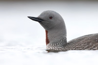 Red-throated Diver