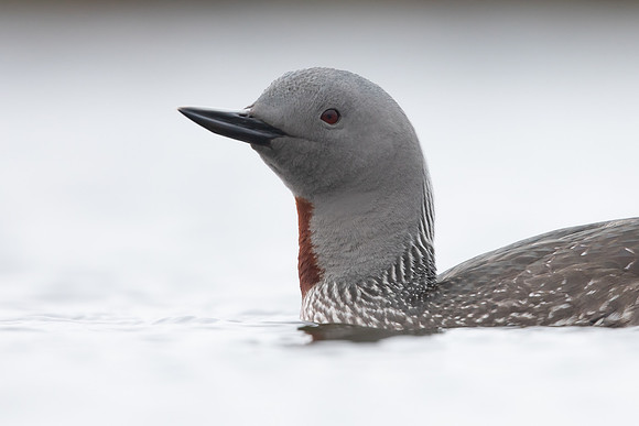 Red-throated Diver, Floi, Iceland, June 2022