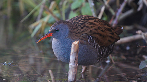 Water Rail, Slimbridge, January  2015