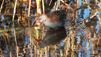 Water Rail