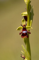 Fly Orchid, Selsey Common, May 2024