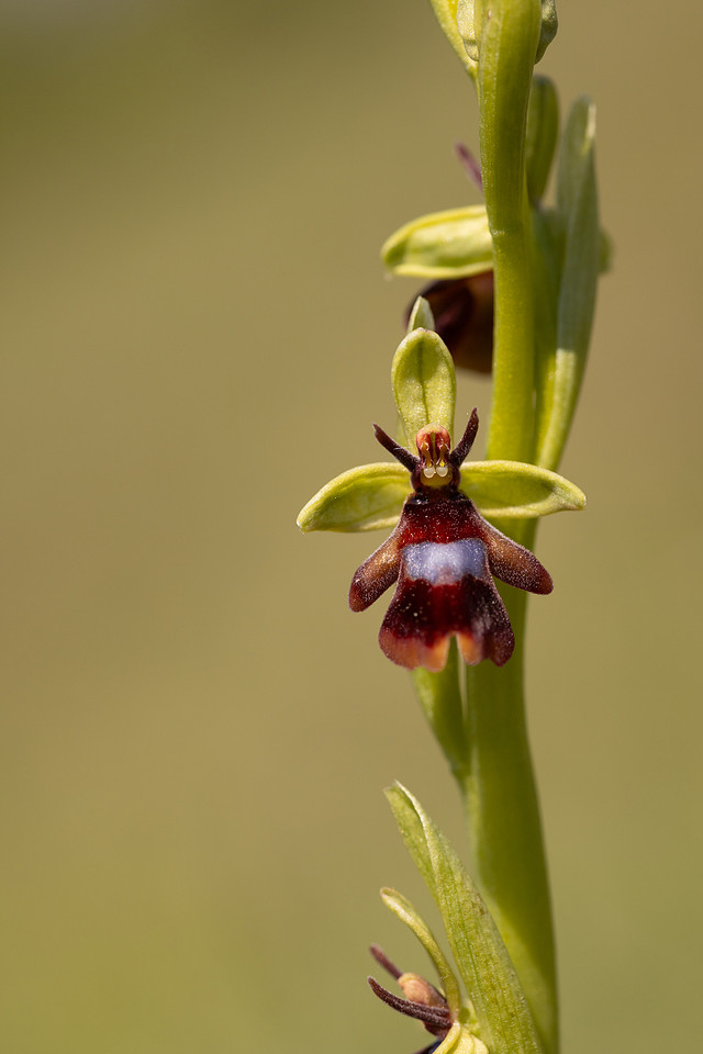 Fly Orchid, Selsey Common, May 2024