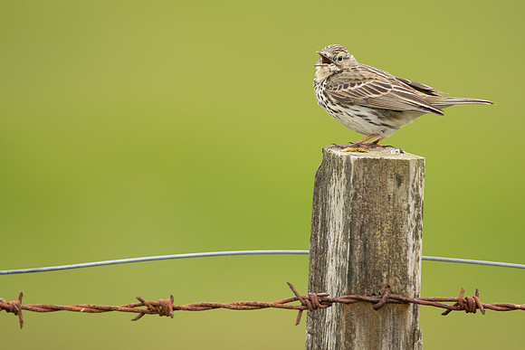 Meadow Pipit, Floi, Iceland, June 2022