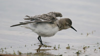 Bairds Sandpiper, Kenfig NNR, October 2016