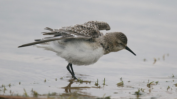 Bairds Sandpiper, Kenfig NNR, October 2016