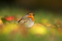 Robin, Tockington, December 2022