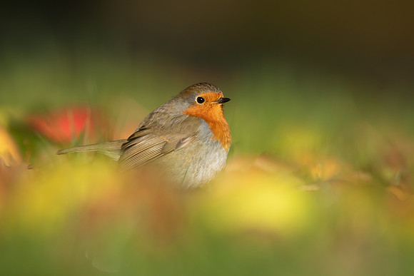 Robin, Tockington, December 2022