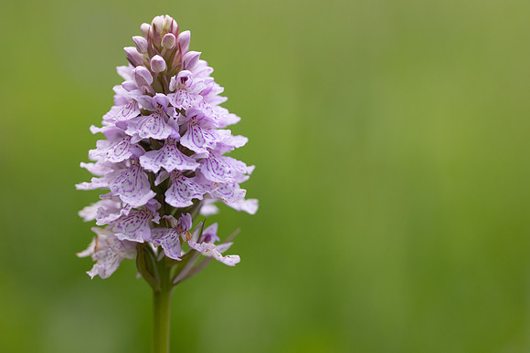 Heath Spotted-orchid, Vicarge Farm, June 2024