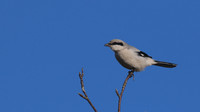 Great Grey Shrike, Crabtree Hill, March 2015.
