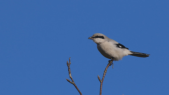 Great Grey Shrike, Crabtree Hill, March 2015.