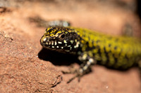 Wall Lizard, Clifton, March 2022