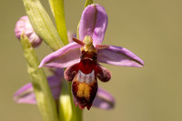 Fly x. Bee Orchid, Selsey Common, May 2024