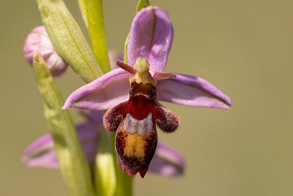Fly x. Bee Orchid, Selsey Common, May 2024