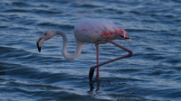 Greater Flamingo, Oroklini Lake 2014