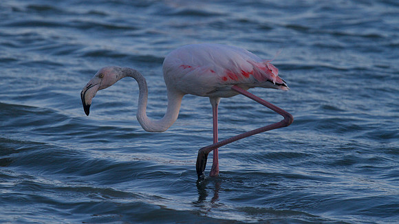Greater Flamingo, Oroklini Lake 2014