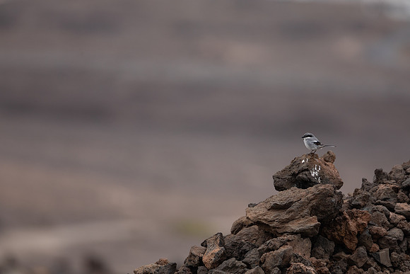Southern Grey Shrike, Lanzarote, July 2022