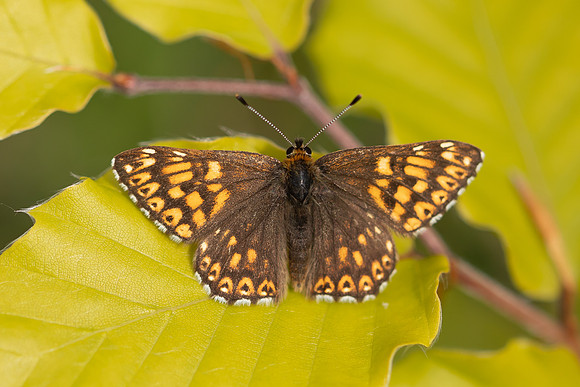 Duke of Burgundy, Rodbrough Common, May 2022