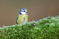 Blue Tit, Milbury Heath, December 2020.