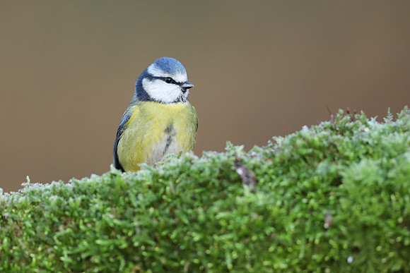 Blue Tit, Milbury Heath, December 2020.