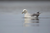 Fulmar, Iceland, June 2022