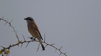 Red-backed Shrike, Cape Greco 2014