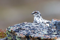 Ptarmigan, Mount Alias, Finland, June 2025