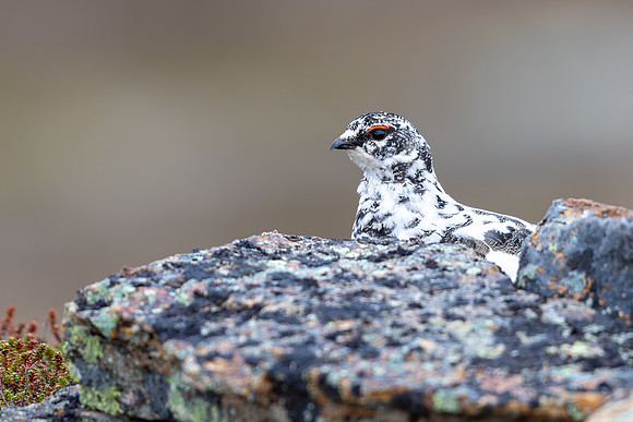 Ptarmigan, Mount Alias, Finland, June 2025