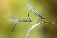 Small Red-eyed Damselfly, Oldbury Power Station, August 2024