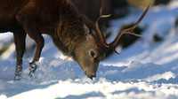 Red Deer, Cairngorms, February 2015