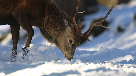 Red Deer, Cairngorms, February 2015