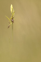 Fly Orchid, Selsey Common, May 2024