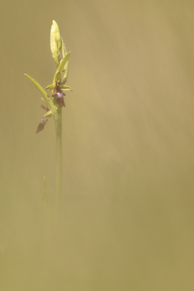 Fly Orchid, Selsey Common, May 2024