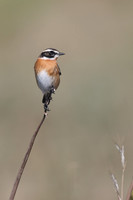 Whinchat, Anarita, Cyprus, April 2025