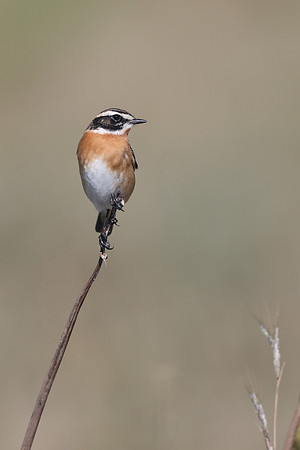 Whinchat, Anarita, Cyprus, April 2025