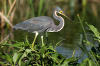 Tri-colured Heron , Florida, February 2020