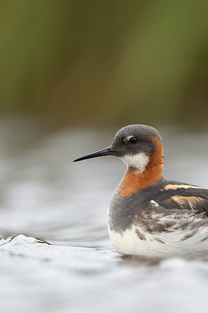 Red-necked Phalarope, Floi,  Iceland, June 2022