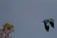 Roller, Larnaca Salt Lake 2014